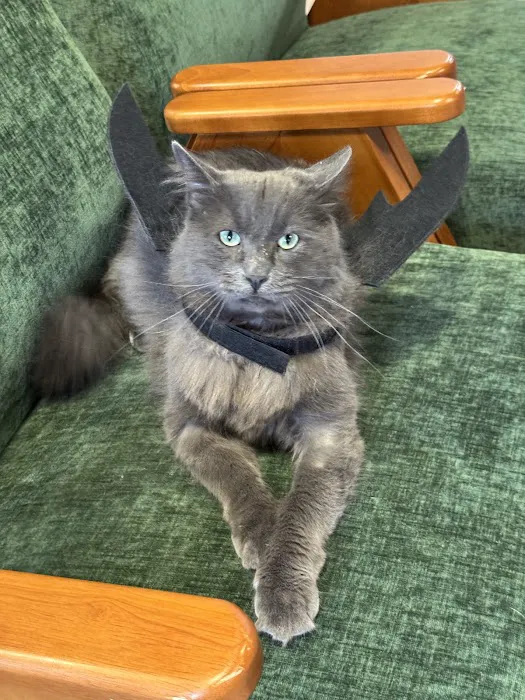 PAW CENTER Veterinary Hospital/Urgent Care Picture 2