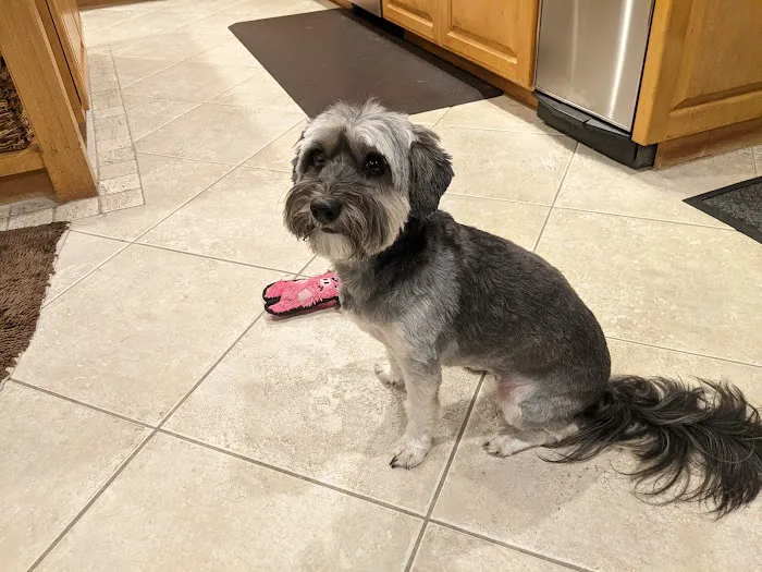 PAW CENTER Veterinary Hospital/Urgent Care Picture 1