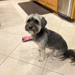 PAW CENTER Veterinary Hospital/Urgent Care