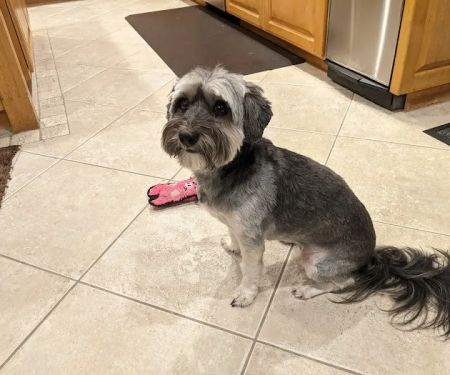 PAW CENTER Veterinary Hospital/Urgent Care