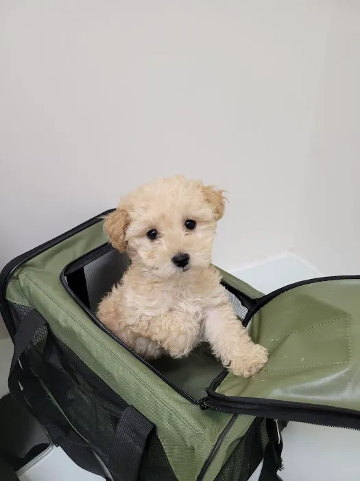 PAW CENTER Veterinary Hospital/Urgent Care Picture 10