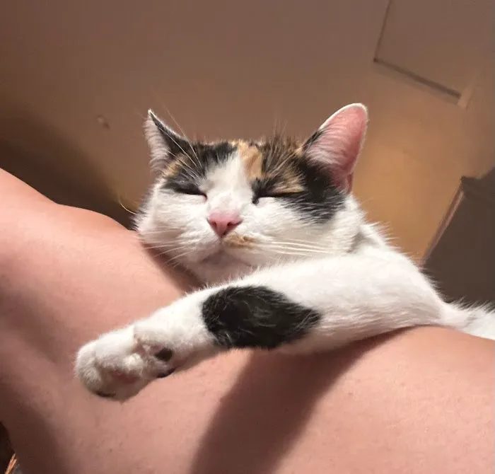 PAW CENTER Veterinary Hospital/Urgent Care Picture 8
