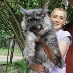 Maine Coons California