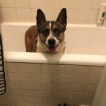 Green Meadows Veterinary Care - In Home Pet Euthanasia