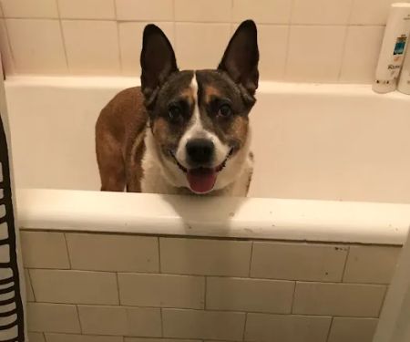 Green Meadows Veterinary Care - In Home Pet Euthanasia