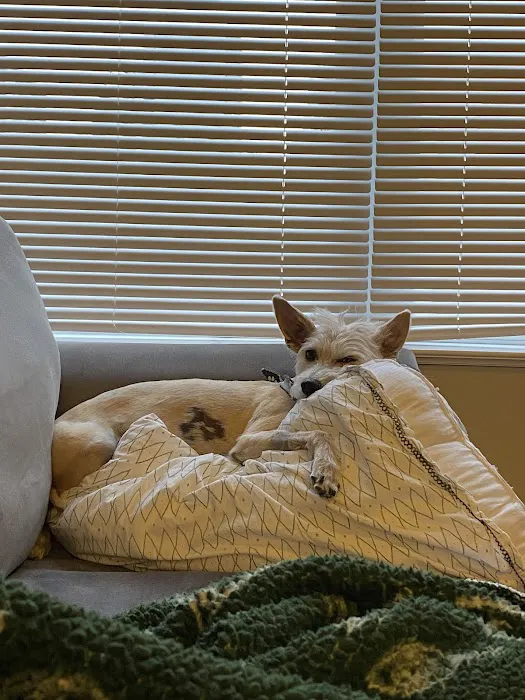Green Meadows Veterinary Care - In Home Pet Euthanasia Picture 10