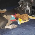 Pet Medical Center- Sunland