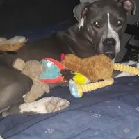 Pet Medical Center- Sunland ico