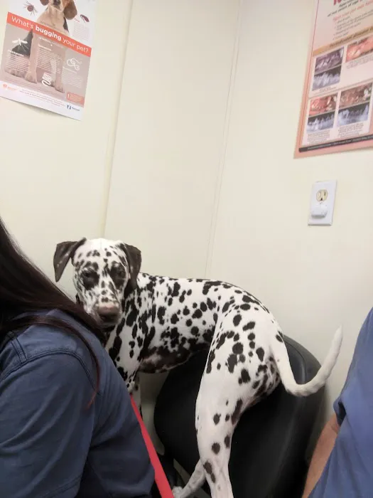 Pet Medical Center- Sunland Picture 3
