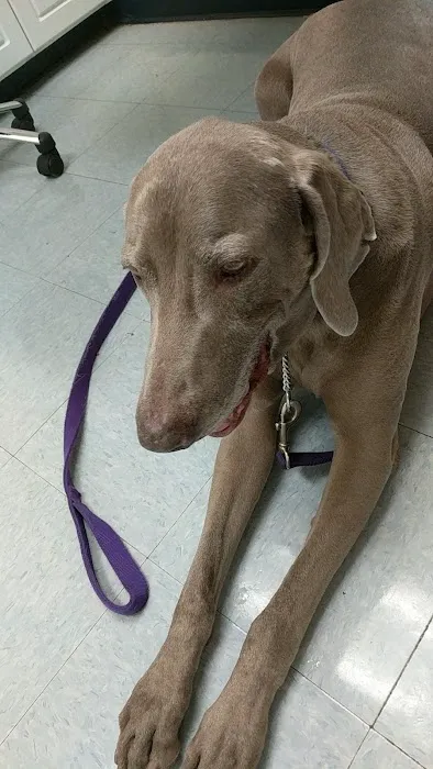 Pet Medical Center- Sunland Picture 4
