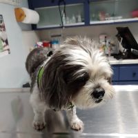 North Hollywood Animal Care Center ico
