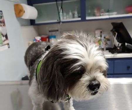 North Hollywood Animal Care Center