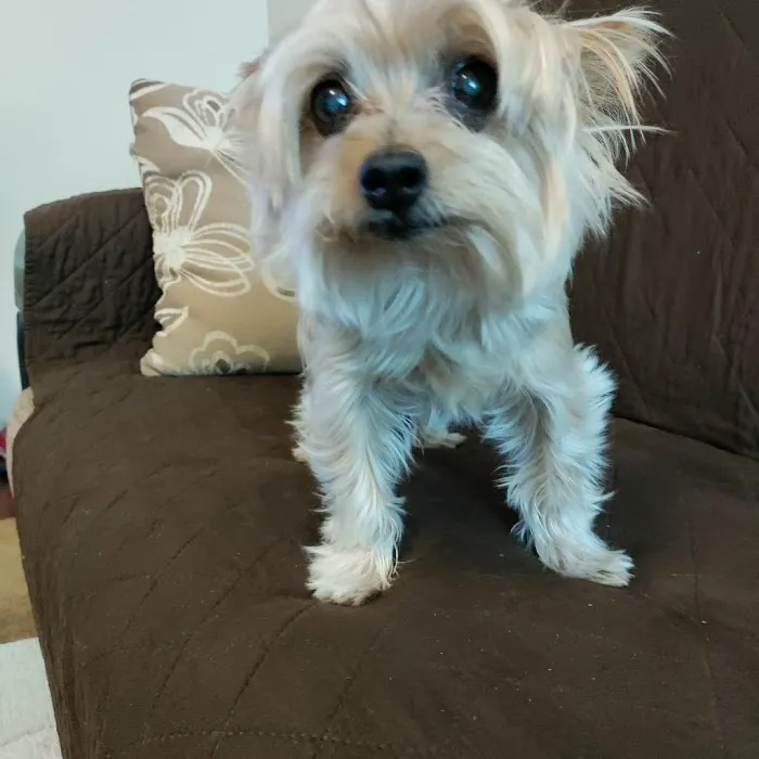 North Hollywood Animal Care Center Picture 5