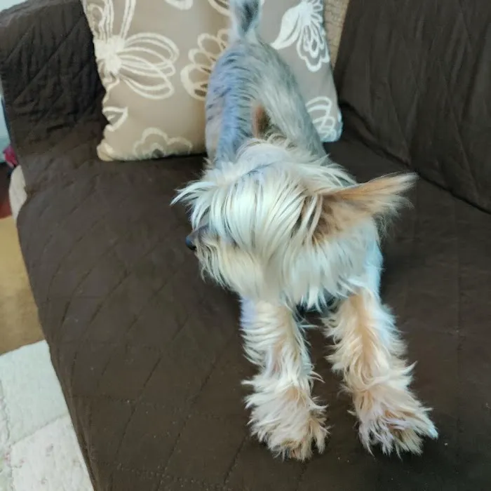 North Hollywood Animal Care Center Picture 4
