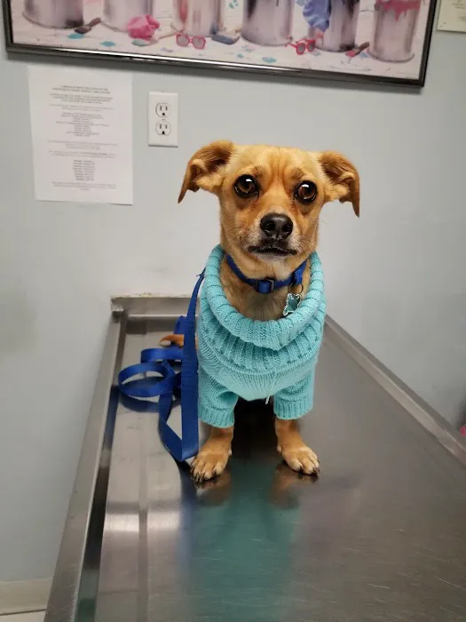 North Hollywood Animal Care Center Picture 8