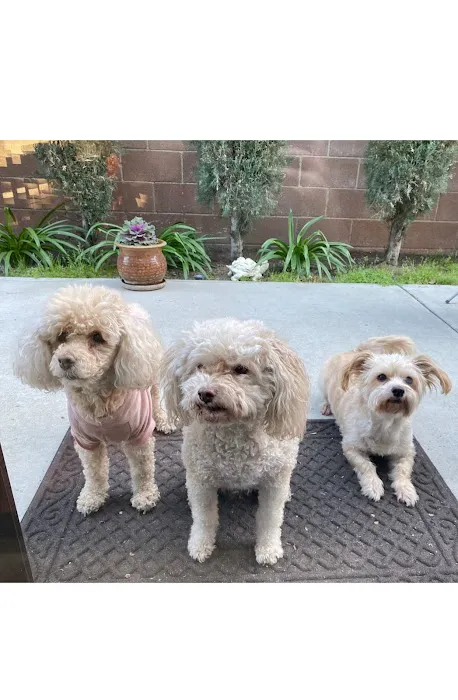 North Hollywood Animal Care Center Picture 7