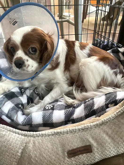 Vetco Total Care Animal Hospital Picture 5