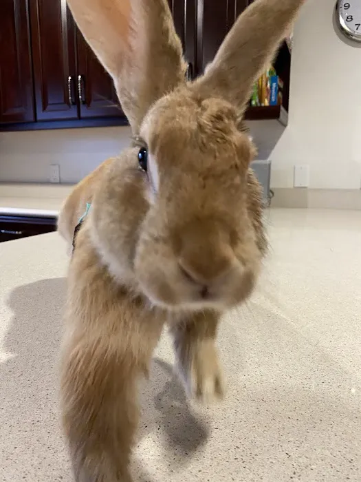Rainbow Veterinary Hospital Picture 10