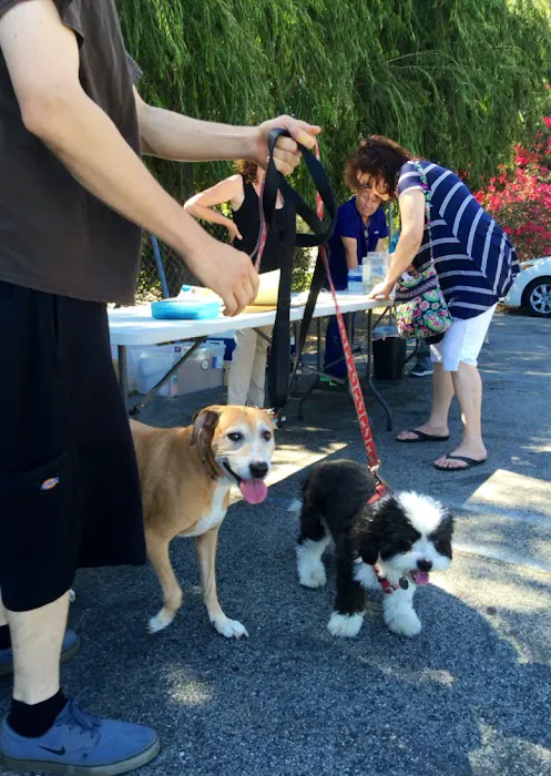 Low Cost Pet Vaccines Whitnall Off Leash Dog Park NORTH HOLLYWOOD/NO APPOINTMENT EVER NEEDED. Picture 7