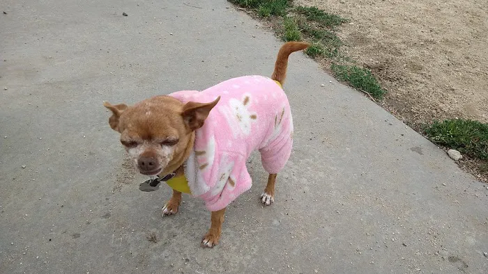 Low Cost Pet Vaccines Whitnall Off Leash Dog Park NORTH HOLLYWOOD/NO APPOINTMENT EVER NEEDED. Picture 5