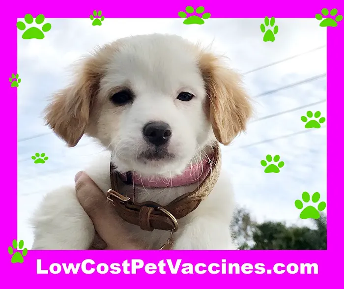 Low Cost Pet Vaccines Whitnall Off Leash Dog Park NORTH HOLLYWOOD/NO APPOINTMENT EVER NEEDED. Picture 10