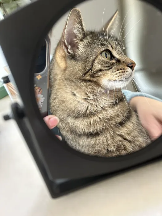 Best Friends Animal Hospital Picture 5
