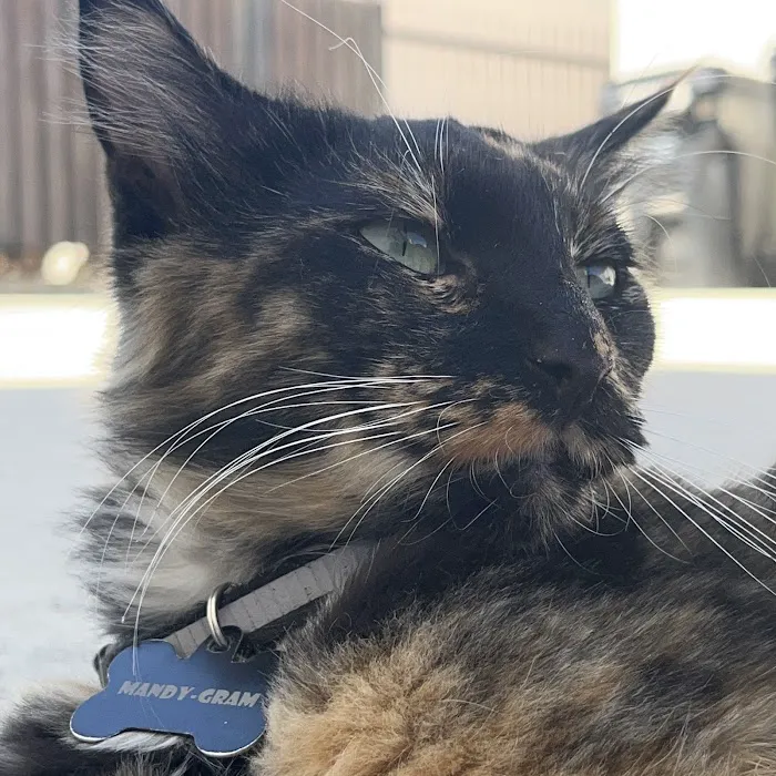 Best Friends Animal Hospital Picture 8