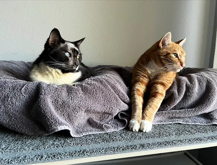 Best Friends Animal Hospital Picture 10