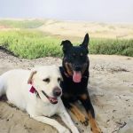 Evergreen Animal Care Center