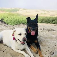 Evergreen Animal Care Center ico