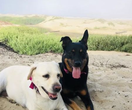 Evergreen Animal Care Center
