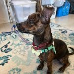 Rancho Park Veterinary Clinic
