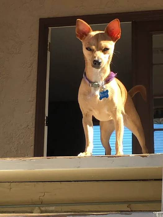 Rancho Park Veterinary Clinic Picture 6
