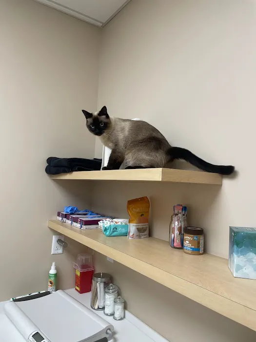 Papaya Veterinary Care - Culver City Picture 2