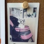 Papaya Veterinary Care - Culver City