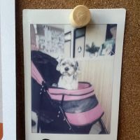 Papaya Veterinary Care - Culver City ico