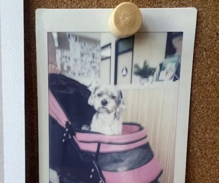 Papaya Veterinary Care - Culver City