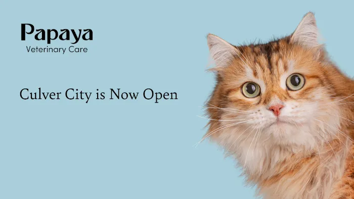 Papaya Veterinary Care - Culver City Picture 9