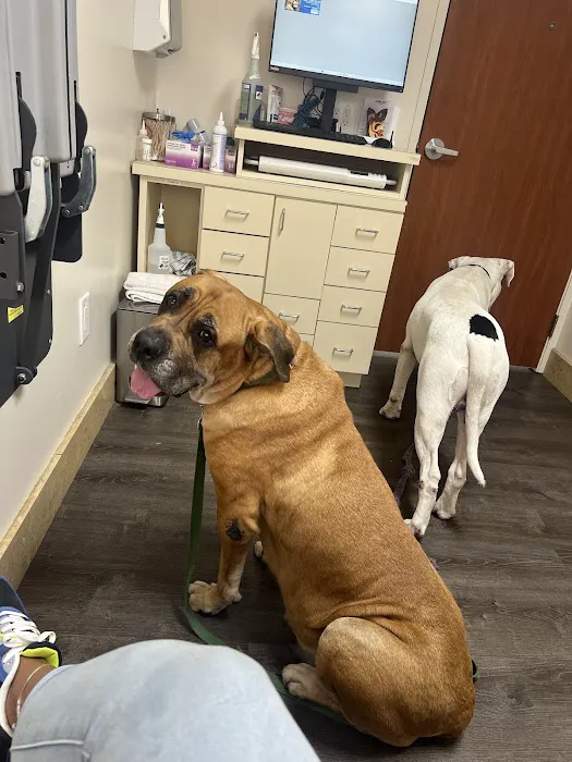 Culver Palms Animal Hospital Picture 3