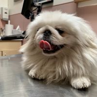 Culver Palms Animal Hospital ico