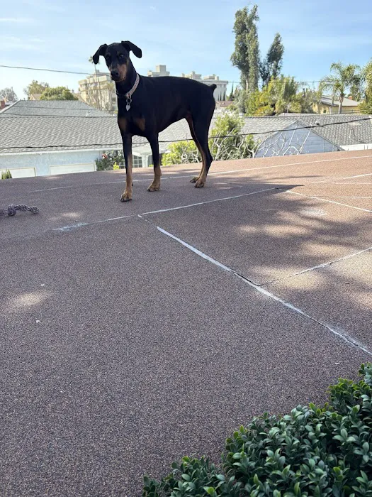 Sepulveda Animal Hospital Picture 4