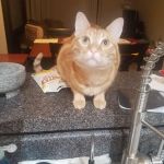 Brent-Air Animal Hospital