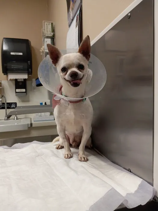 Center Sinai Animal Hospital Picture 1