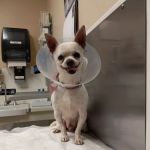 Center Sinai Animal Hospital