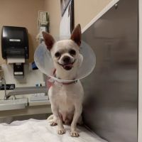 Center Sinai Animal Hospital ico