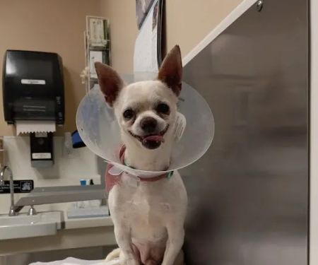 Center Sinai Animal Hospital