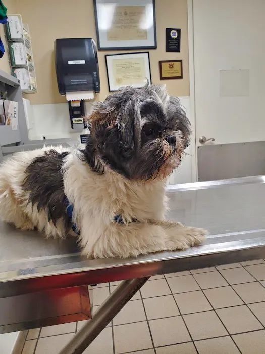 Center Sinai Animal Hospital Picture 3