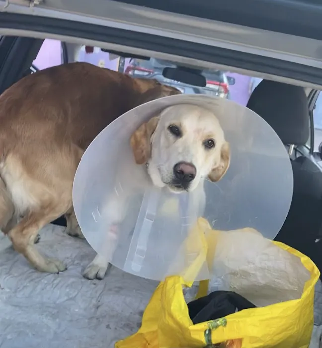 Center Sinai Animal Hospital Picture 6