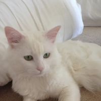 Fox Hills Animal Hospital ico