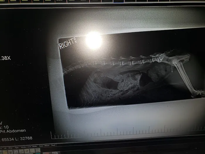 Fox Hills Animal Hospital Picture 2